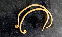 Ascaris lumbricoides